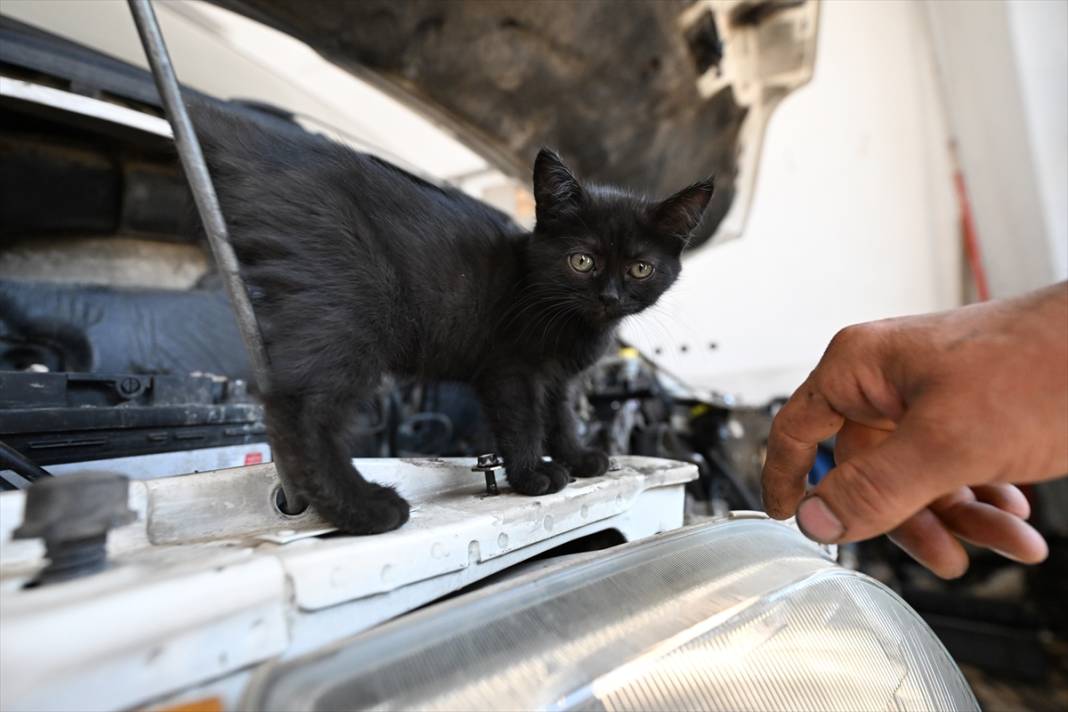 Tamirhanenin yeni Çırak'ı görenlerin yüzünü güldürüyor 5